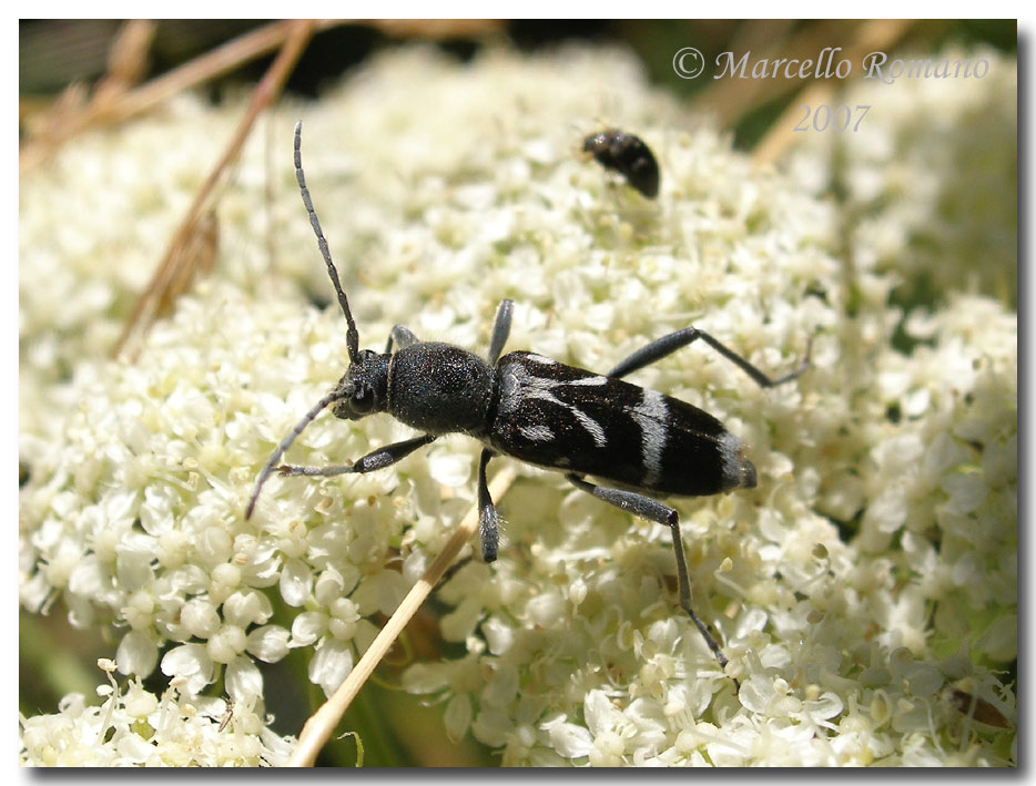 A spasso sulle Alpi Marittime: 1. Chlorophorus figuratus